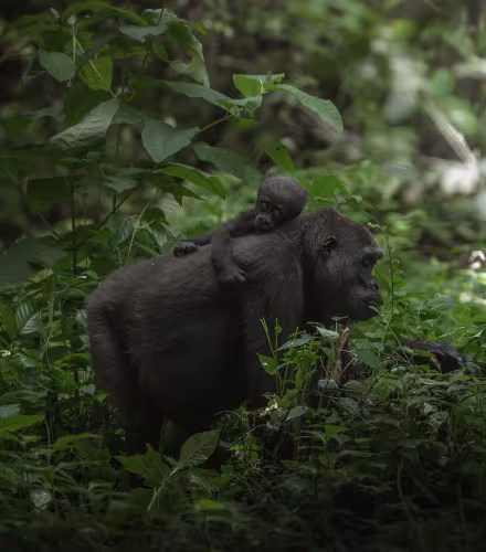 Au Coeur de la Jungle - photo - Mère et son petit gorille