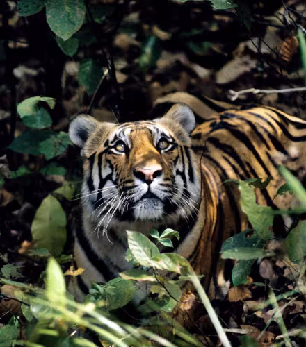 Tigre dans la forêt regardant vers le haut