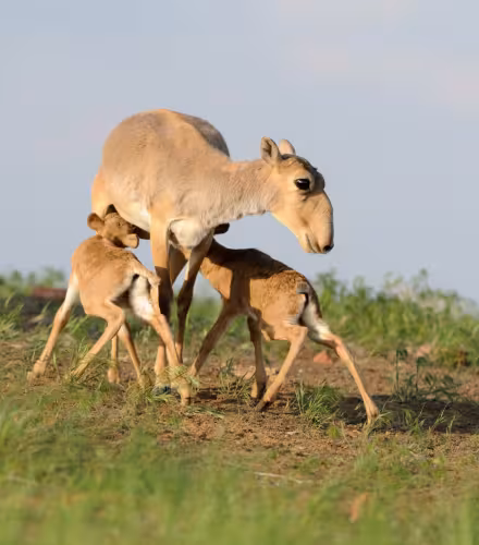 Une antilope saïga nourrissant ses petits (Russie)