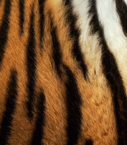 Pelage d'un tigre de Sibérie
