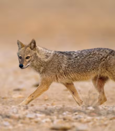 Chacal doré (Canis aureus) en mouvement