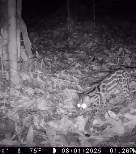 Camera trap - Haut-maroni - Guyane 2025 - Chat Margay (Leopardus wiedii)