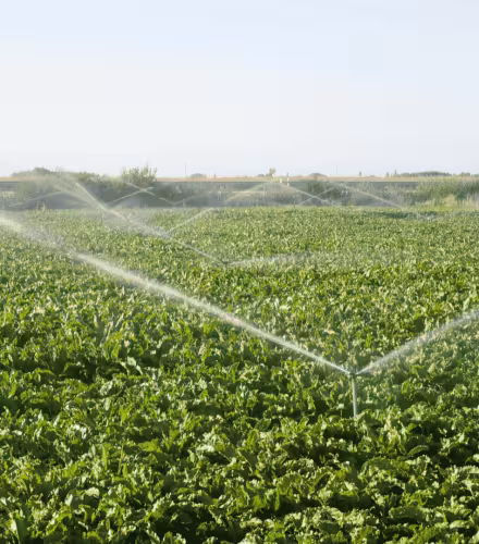 Irrigation champs agriculture