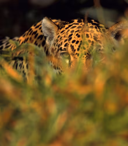 Jaguar (Panthera onca), Pantanal, Brazil.