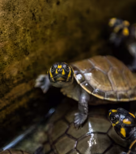 Tortues de l'Amazone à Tâches Jaune. Dans la réserve naturelle de La Pedregoza, bébés tortues sauvés des chasseurs.